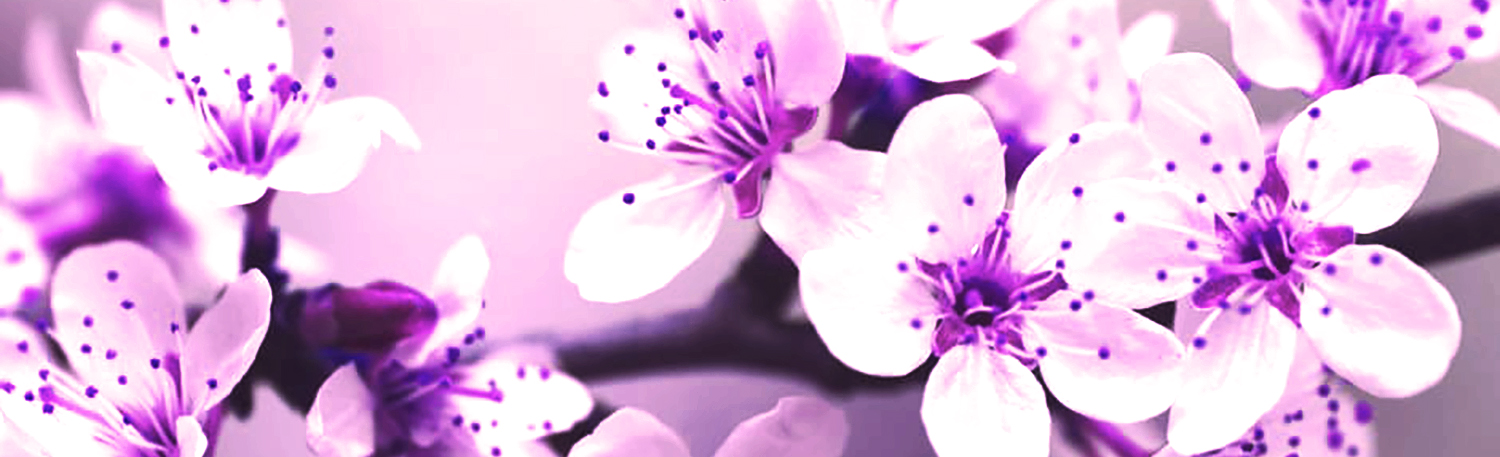 Pink flowers